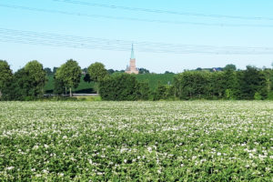 Feld