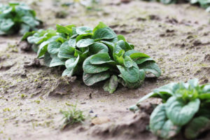 088_Feldsalat_PS