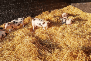 Bentheimer_Schweine_PS