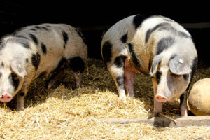 Klosterhof-Via-Nobis-02-┬®KatharinaKasper