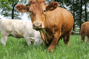 Klosterhof-Via-Nobis-07-┬®KatharinaKasper