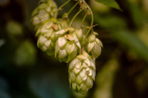 Pixabay_Hopfen_hops-3705742_web