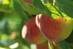 Bomanns-Obstgenuss-03-┬®bomanns