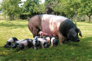 roesken-02-┬®FleischereiRoesken