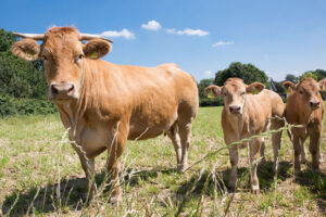 Hof-Kempen-02┬®HofKempen