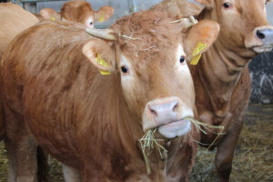 Kauf-ein-Rind-Speckshof-02-┬®WFG-HeinsbergerLand