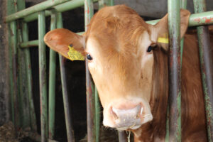 Kauf-ein-Rind-Speckshof-03-┬®WFG-HeinsbergerLand