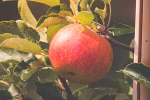 Muehlenhof-Peltzer-03-┬®Ralf-Orths_