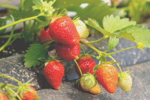 Muehlenhof-Peltzer-04-┬®Ralf-Orths_