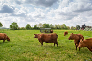 Kranz-01-┬®MarkusSchulte