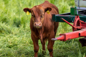 Kranz-03-┬®MarkusSchulte