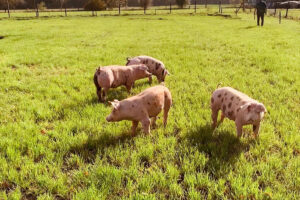 Nirmer-Laedchen-03-┬®NirmerLaedchen