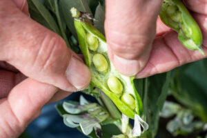 Rheinische-Ackerbohne-02-┬®Karl-Adolf-Kremer