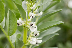 kremer-rheinische-ackerbohne-web-18