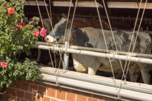 Kranzeshof-01-┬®Ralf-Orths